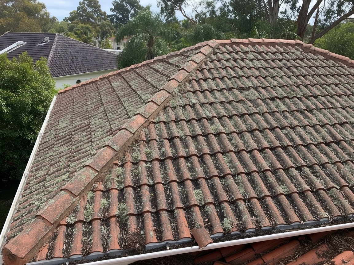 Moss and lichen on a terracotta roof before treatment